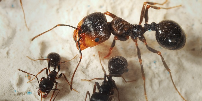 К чему снятся муравьи – значение сна, толкование по сонникам