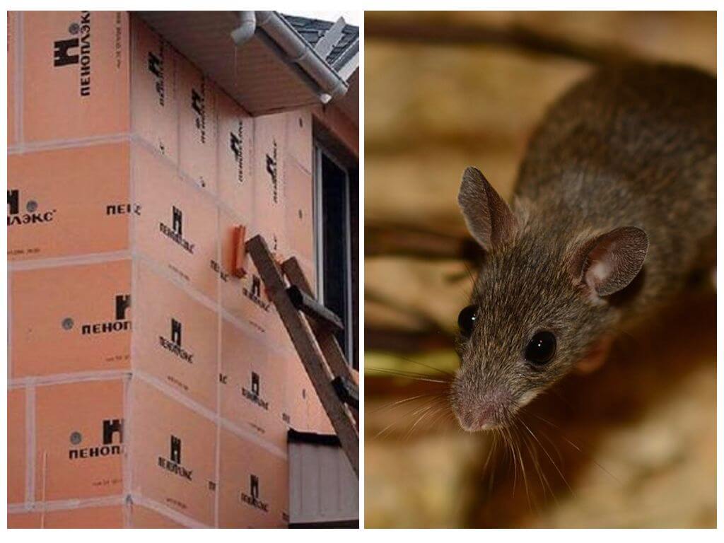 Какой утеплитель не едят мыши и крысы - разберем на примерах