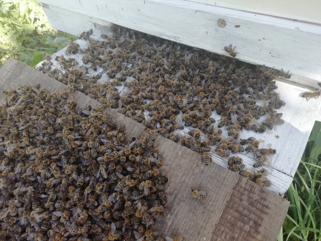 Почему умирают пчелы осенью и как за ними правильно ухаживать