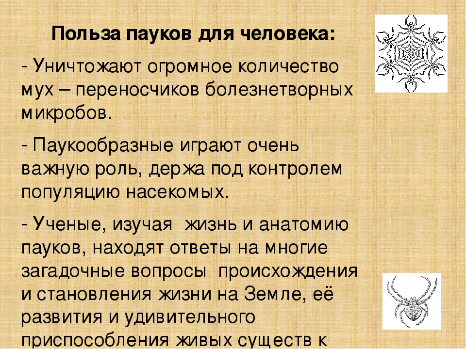 Значение пауков в природе и жизни. Польза пауков для человека. Польза от паукообразных. Вред от паукообразных. Пауки польза в природе.