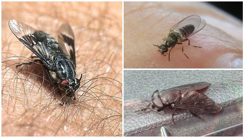 Описание и фото укусов мух, почему они кусаются
