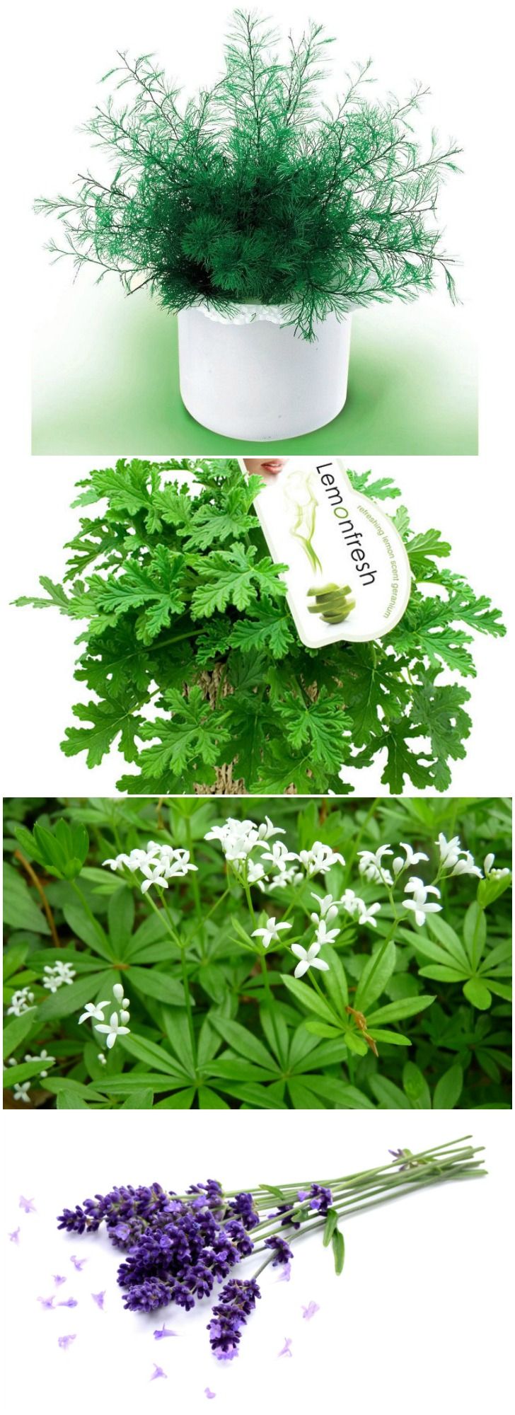 15 растений, которые прогонят комаров с участка. фото — ботаничка.ru