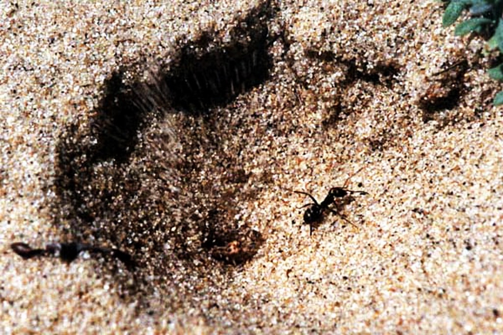 Муравьиный лев обыкновенный – хищник песчаных берегов