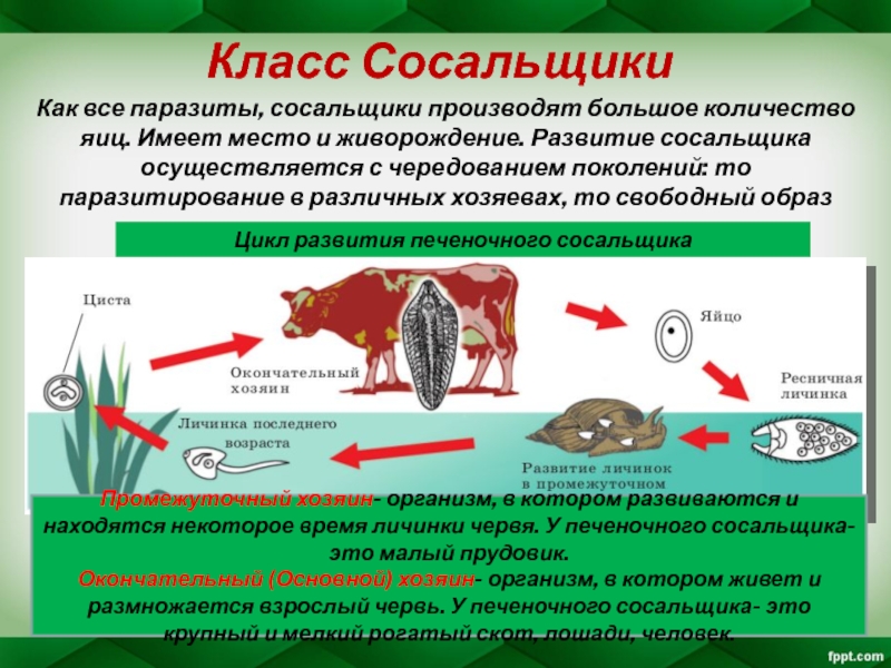 Ланцетовидный сосальщик: жизненный цикл, строение, причины и симптомы заражения
