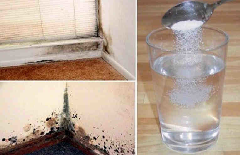 Самые эффективные способы избавиться от плесени на стенах в частном доме: 50 фото