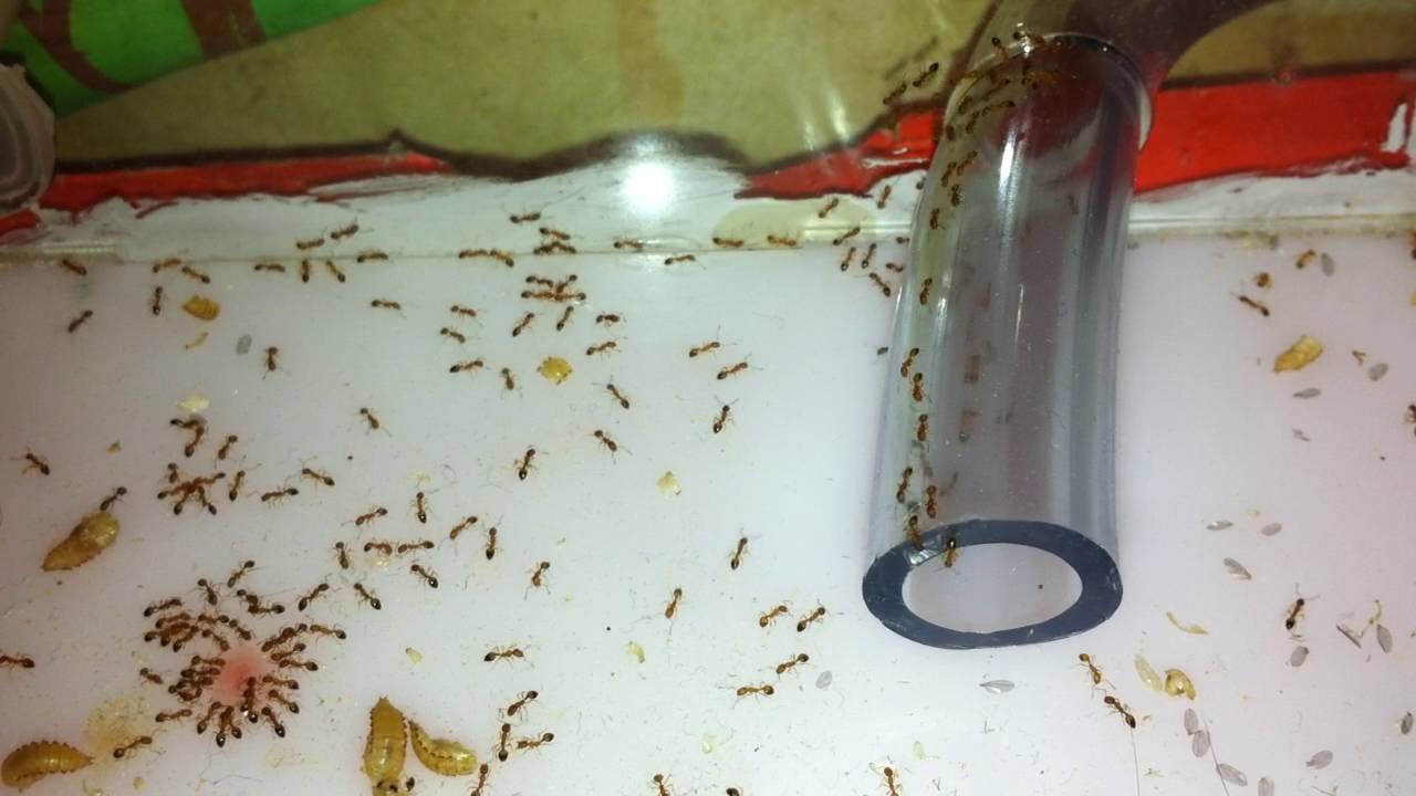 Ловушки для муравьев - виды и как ими пользоваться