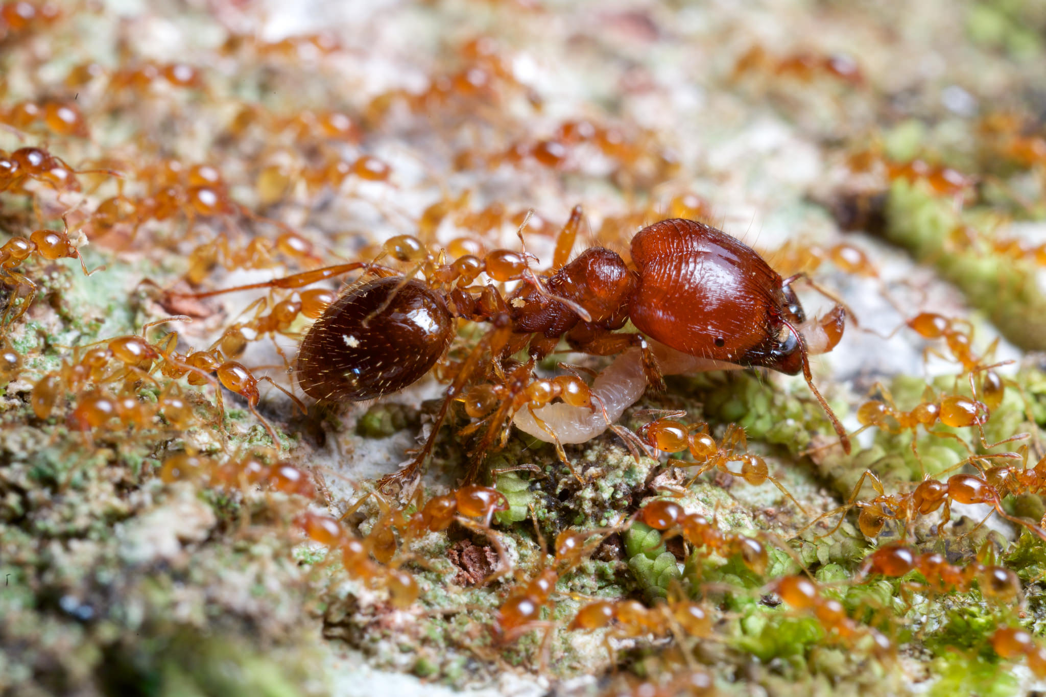 Как избавиться от муравьев с крыльями в доме