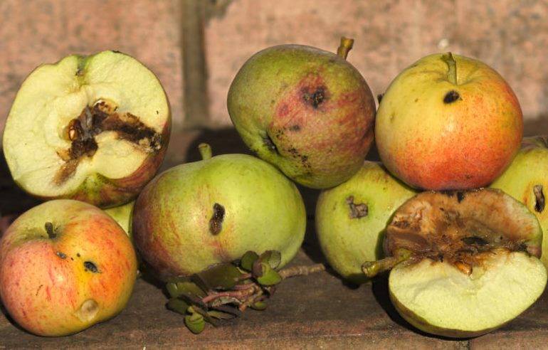 Борьба с плодожоркой: как уберечь урожай от вредителя при помощи химических и народных средств