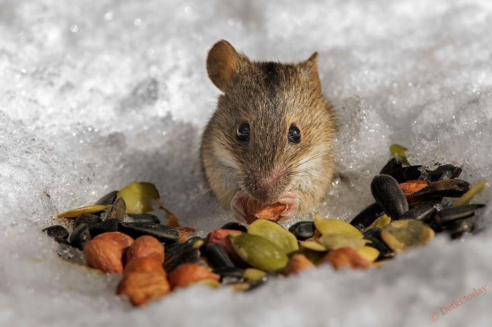 Что едят мыши в природе и в доме? кто их естественные враги?
