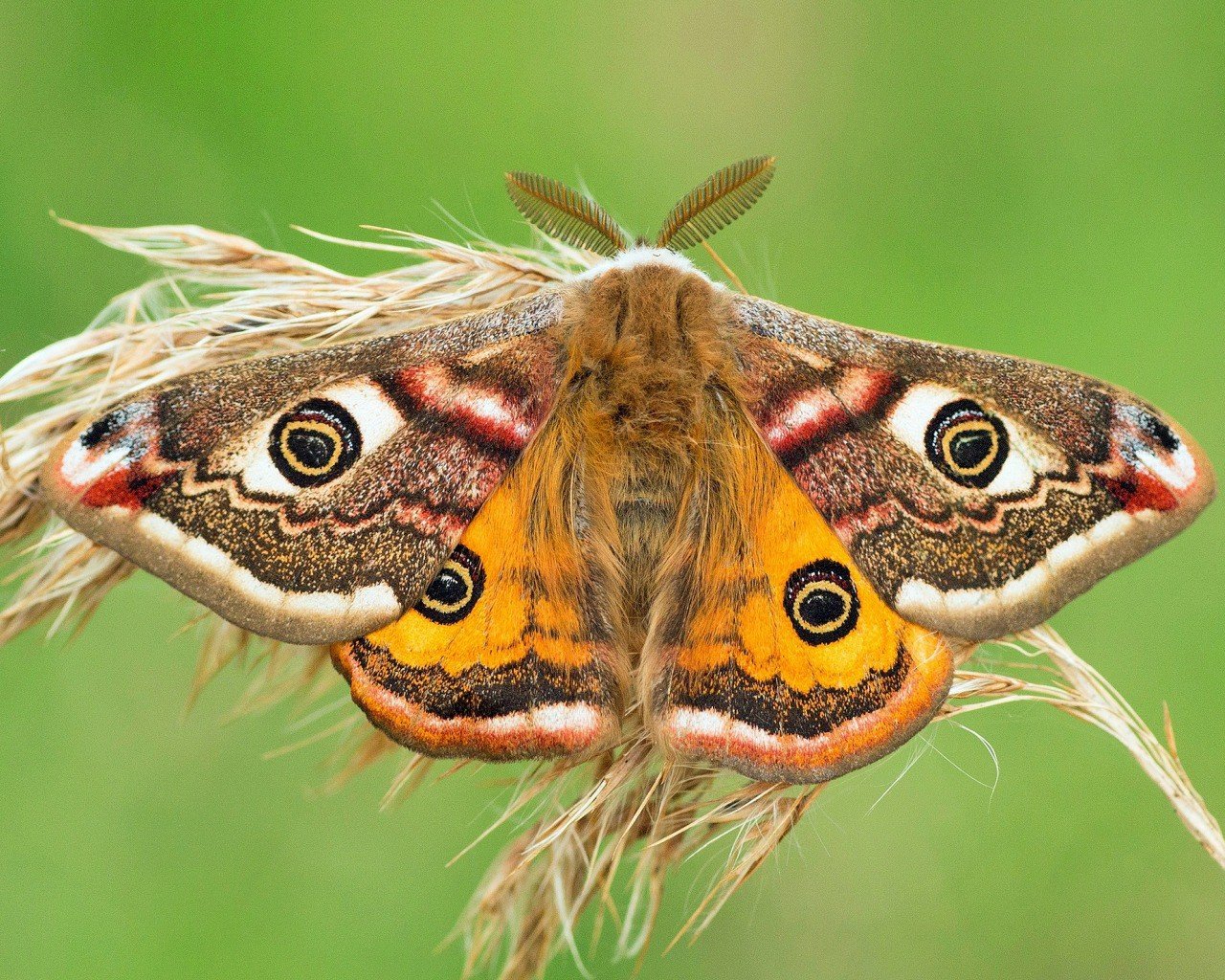 Бабочка дневной павлиний глаз: описание и фото. павлиний глаз бабочка. образ жизни и среда обитания бабочки павлиний глаз