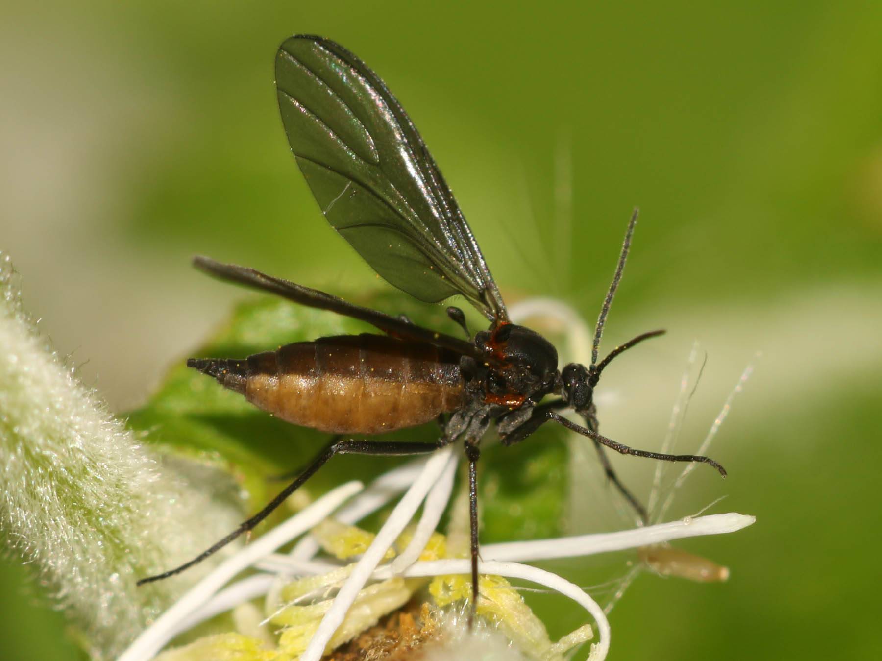 Грибной комарик (lycoria), мушка сциара (sciara)