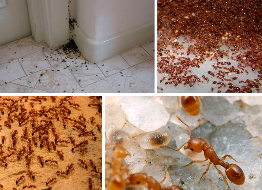 Как избавиться от рыжих муравьев в квартире — ботаничка