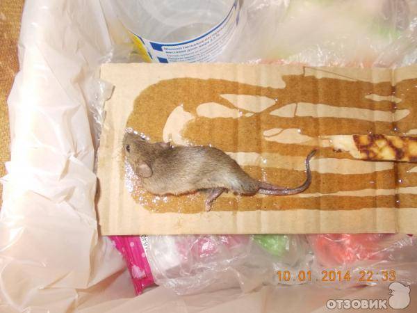 Клей для крыс и мышей