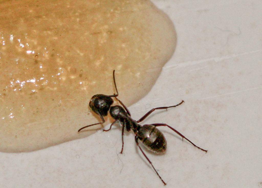 Откуда появляются муравьи в квартире и как с ними бороться?