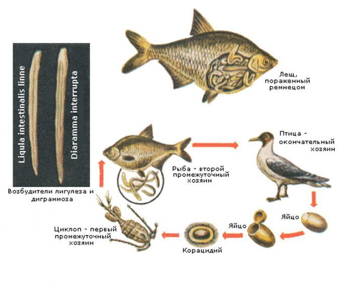 Ленточные черви в рыбе и другие виды опасных паразитов