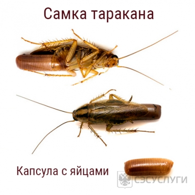 Как размножаются тараканы: сколько инкубационный период, яиц, цикл