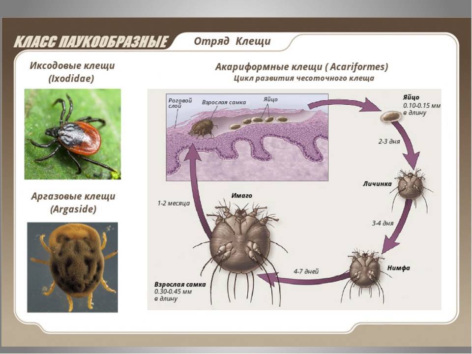 Стадия развития клеща в картинках