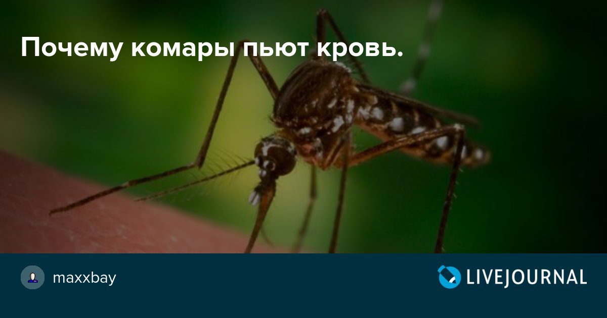 Зачем комары пьют кровь? - hi-news.ru