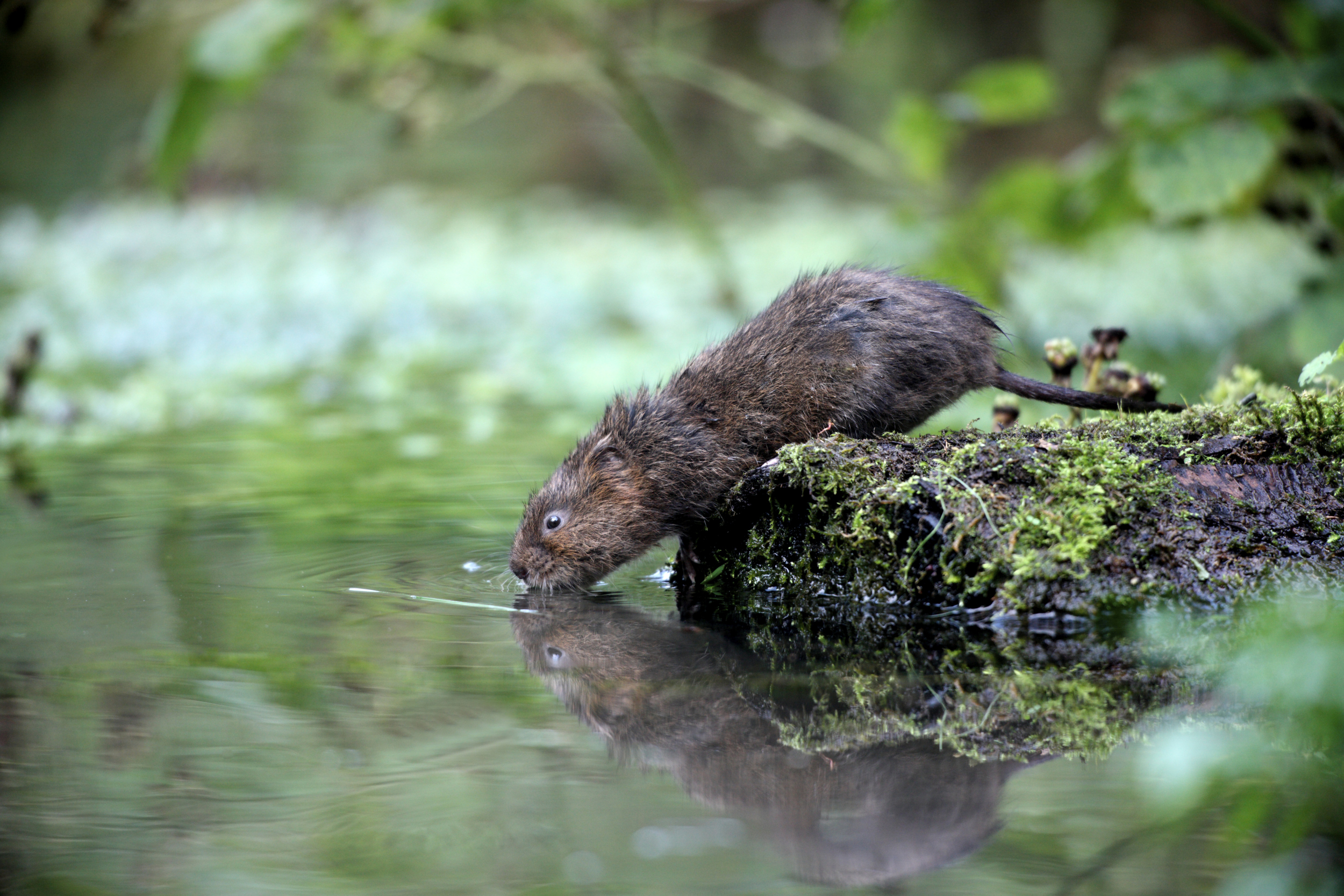 Водяная крыса в огороде фото и меры борьбы