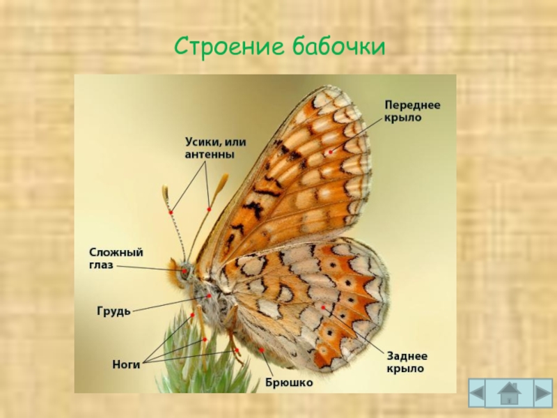 Виды бабочек: внешний вид, разновидности, строение насекомого