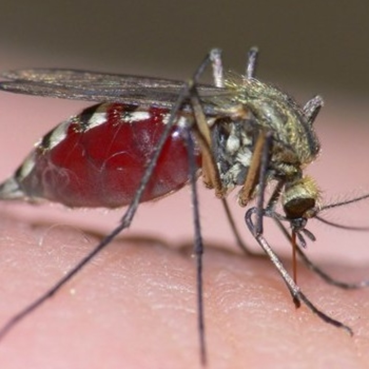 Сколько нужно комаров, чтобы выпить всю кровь у человека