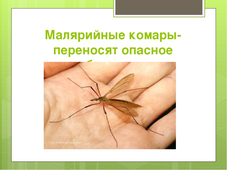 Описание и фото малярийных комаров