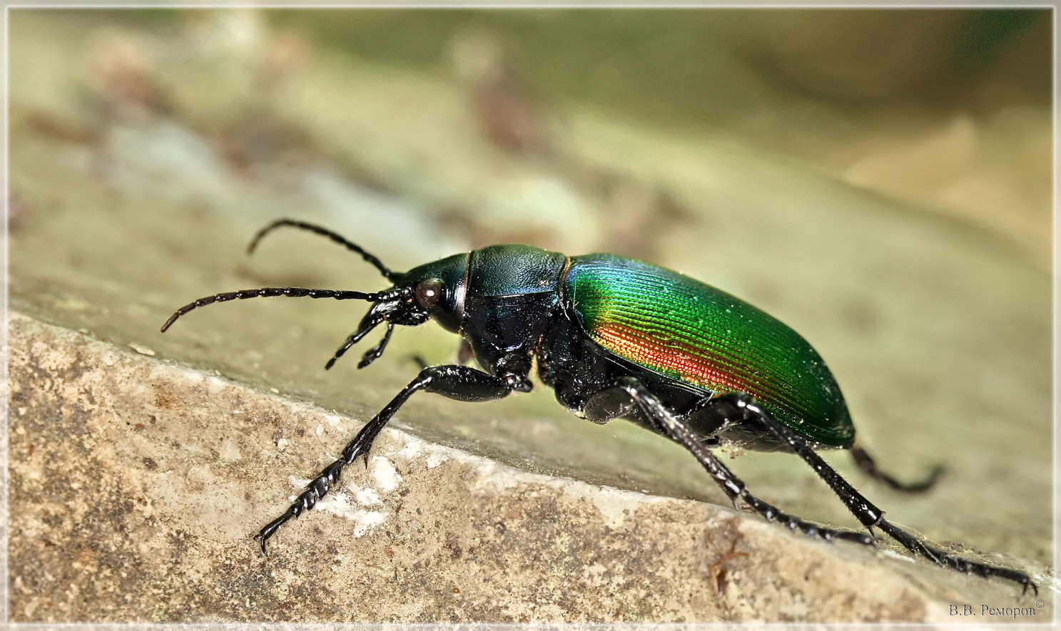 Красотел пахучий: фото жука, причины исчезновения