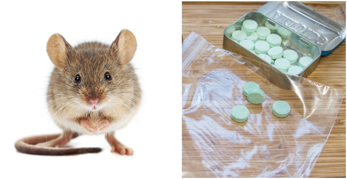 Как избавиться от запаха мышей в доме, квартире, устранить мышиный запах