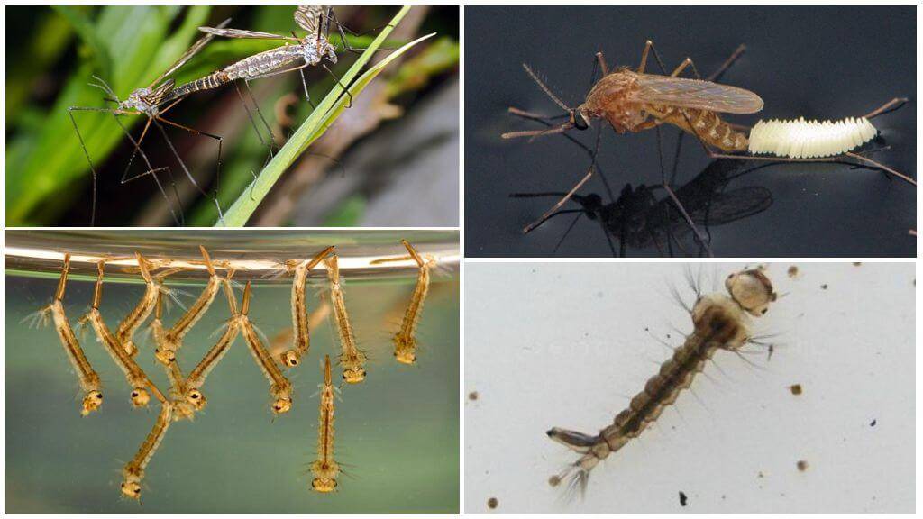 Особенности комара карамора (долгоножка): питание, жизненный цикл и размножение