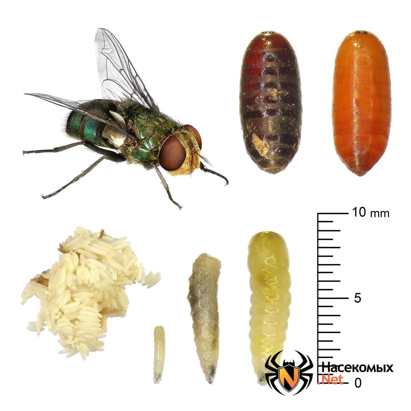 Личинки мух: где мухи откладывают яйца, как они выглядят и как называются