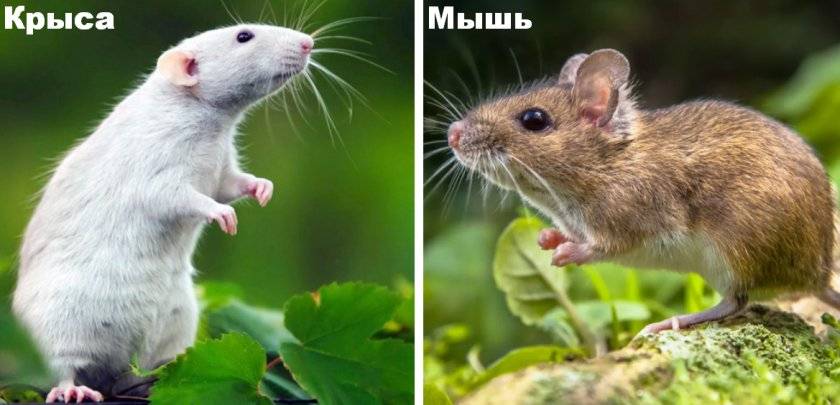 Знак крыса (мышь) - характеристика человека (мужчины и женщины), рожденных в год крысы (мыши). восточный гороскоп
