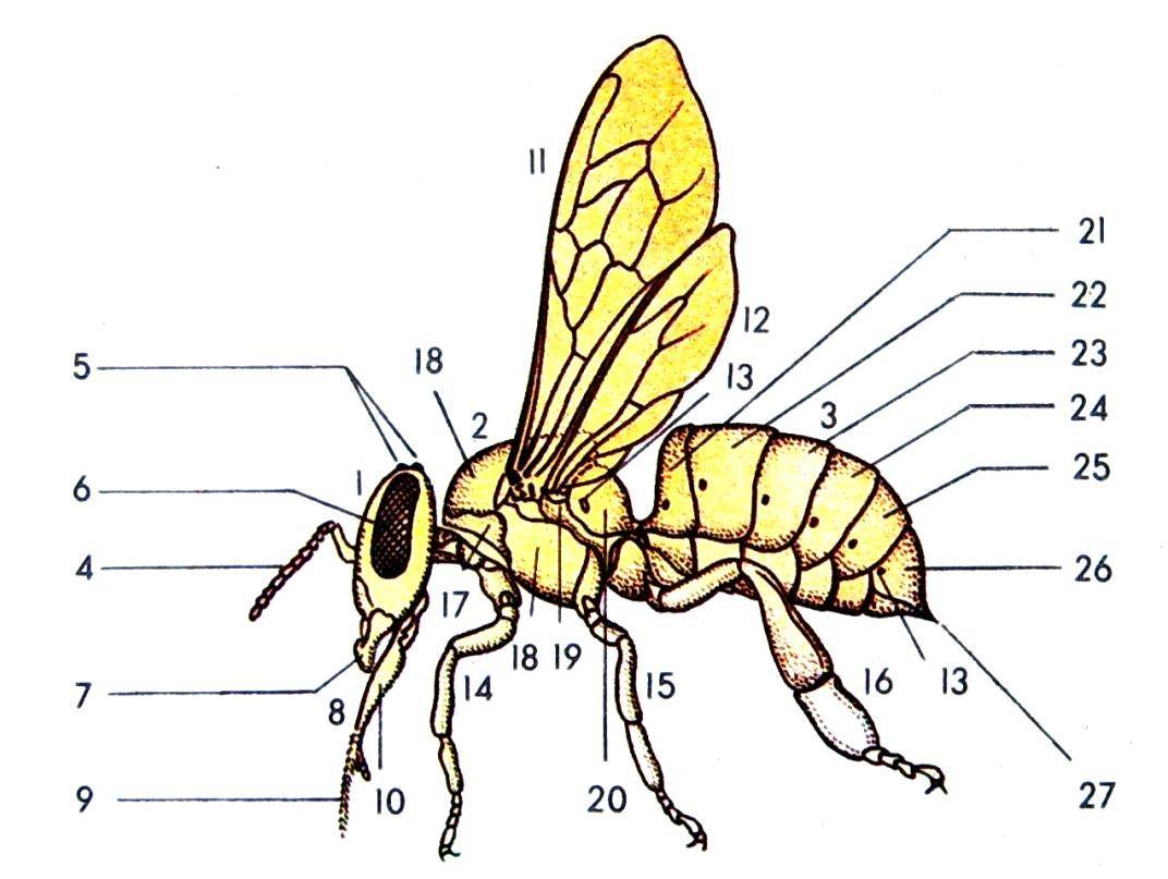 Мухи бывают разные. виды и разновидности мух: их основные характеристики и свойства