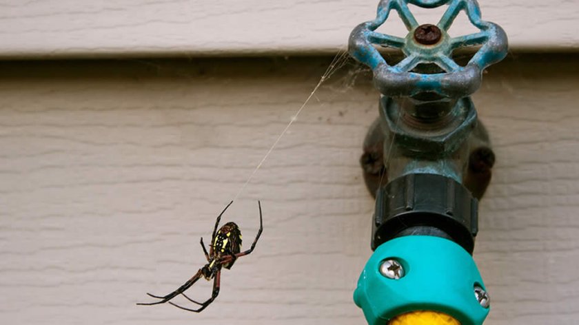 Как избавиться от пауков в доме и квартире: средства и методы борьбы