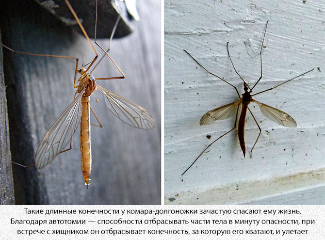 Комары долгоножки: описание и особенности