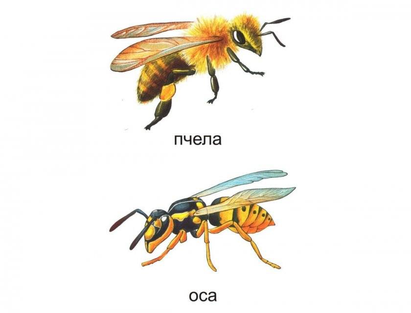 Сообщение пчелы, осы, шмели 1, 2, 3, 7 класс окружающий мир доклад