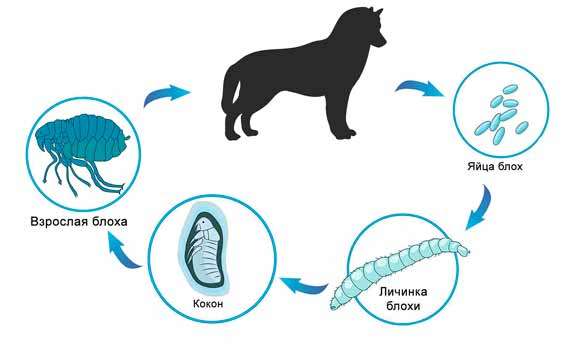 Собачья блоха: симптомы заражения, лечение, профилактика
