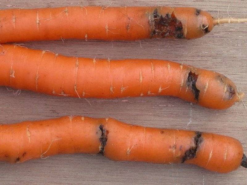 Морковная муха: фото и описание, как с ней бороться