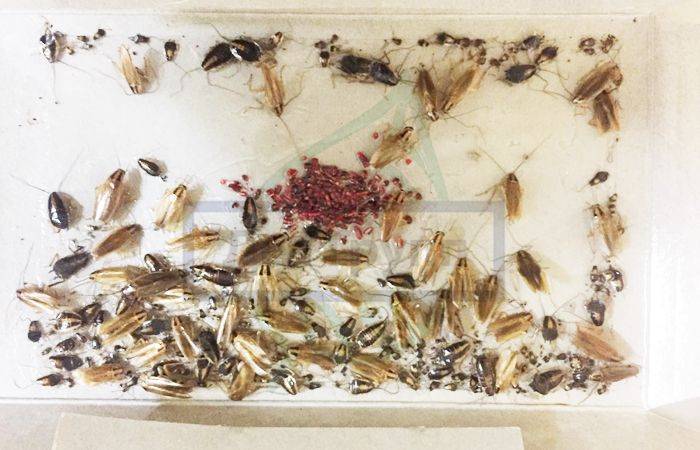 Самодельные ловушки для тараканов: как их делать и насколько это эффективно