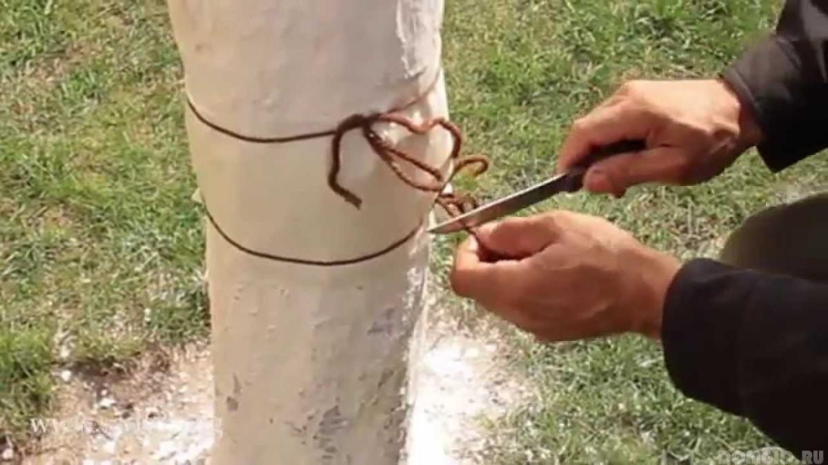 Как избавиться от муравьев на деревьях, самые доступные способы