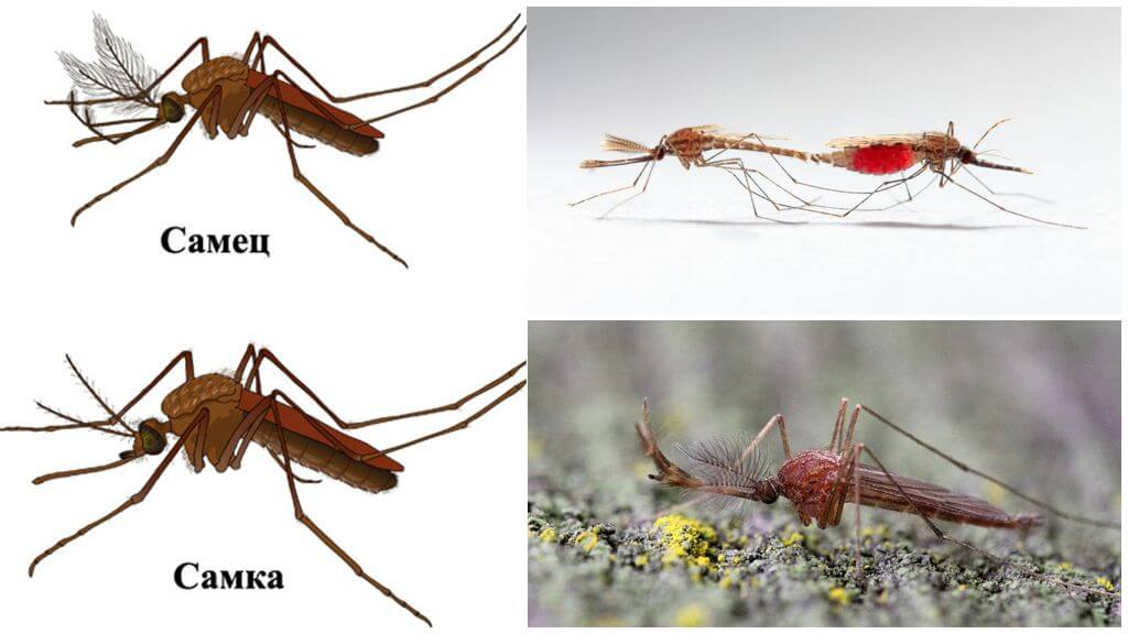 Сколько живут комары, как размножаются и чем питаются?