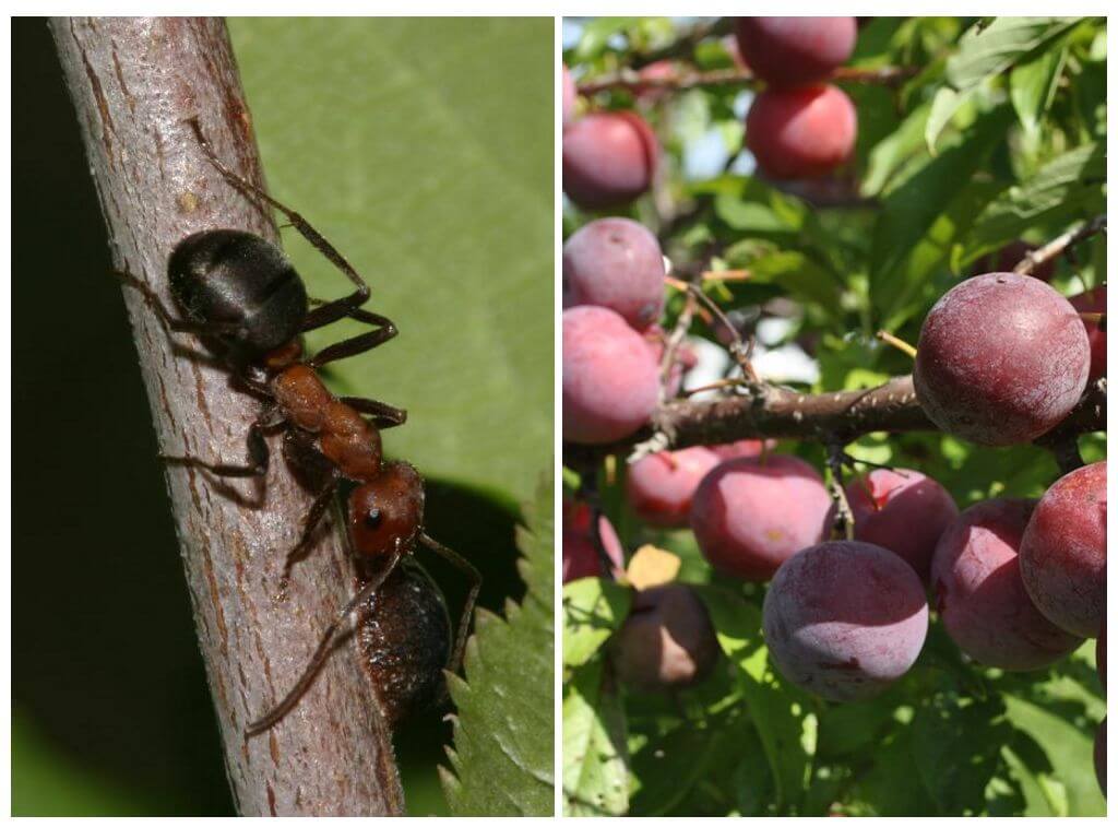 11 способов, как защитить или спасти сливу от тли и муравьев