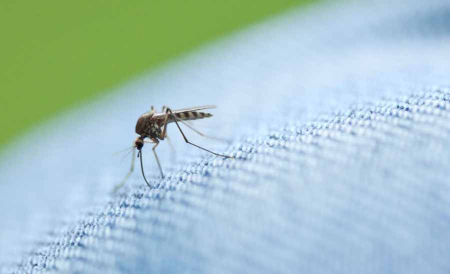 Сколько живут комары и что влияет на длительность их жизни