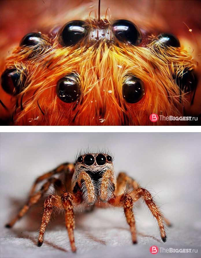 Сколько глаз у паука, как выглядят их органы зрения и где у них глаза?