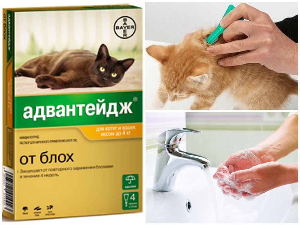Отравление каплями от блох у котов