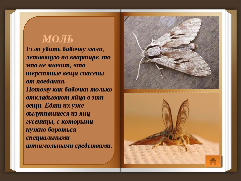 Моль: виды и какие из них могут появиться в квартире, причины появления, фото, чем питается насекомое