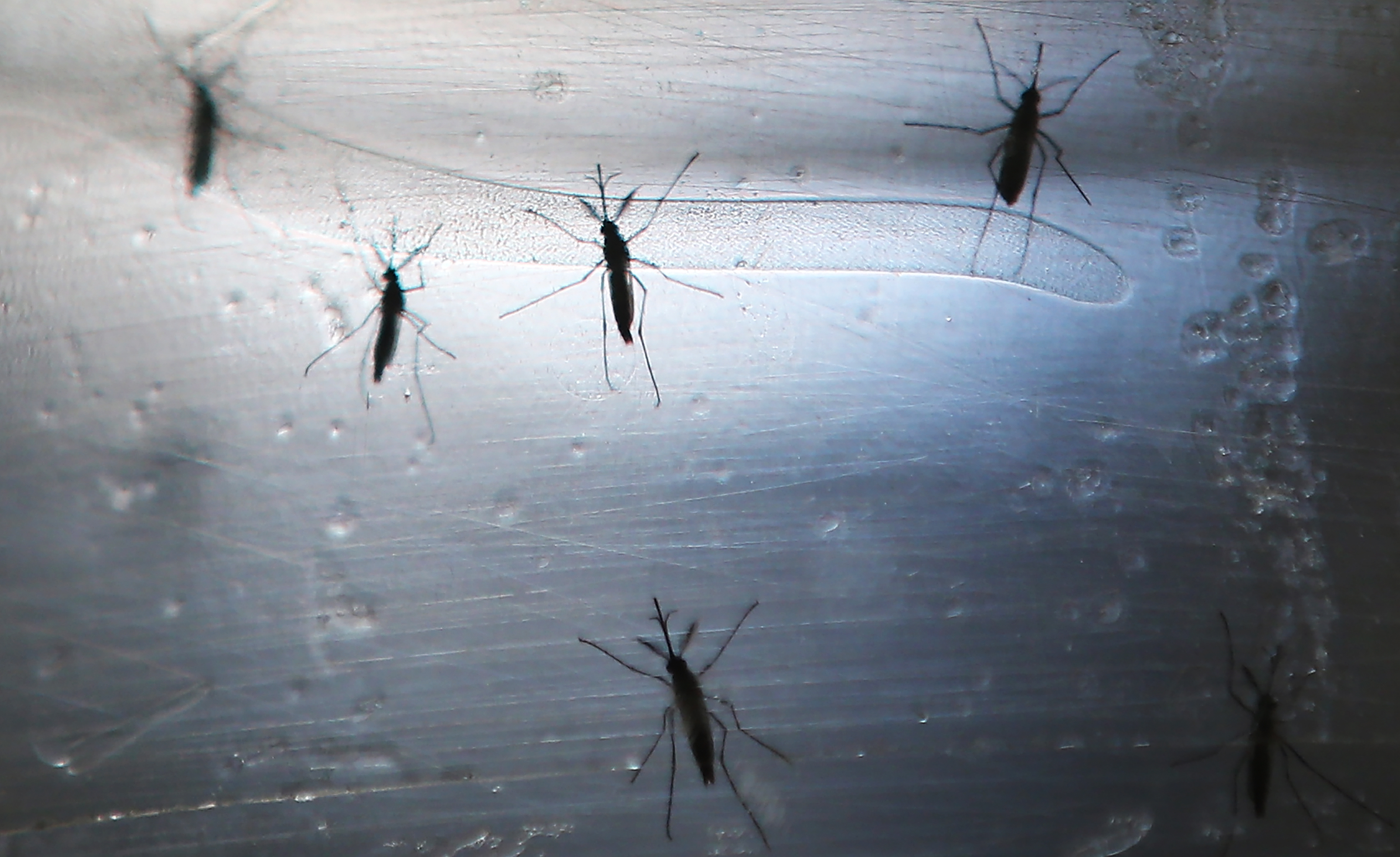 Когда комары пропадают, спят или нет?