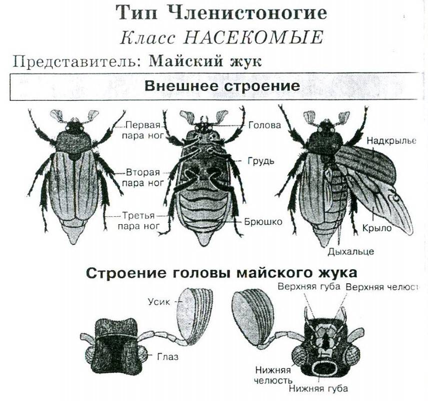 Чёрный таракан насекомое. описание, особенности, виды, образ жизни и среда обитания таракана | живность.ру