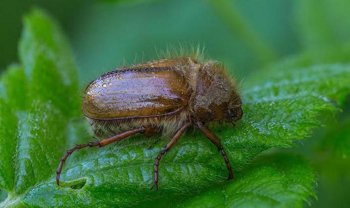 Как избавиться от личинок майского жука - препараты и народные методы