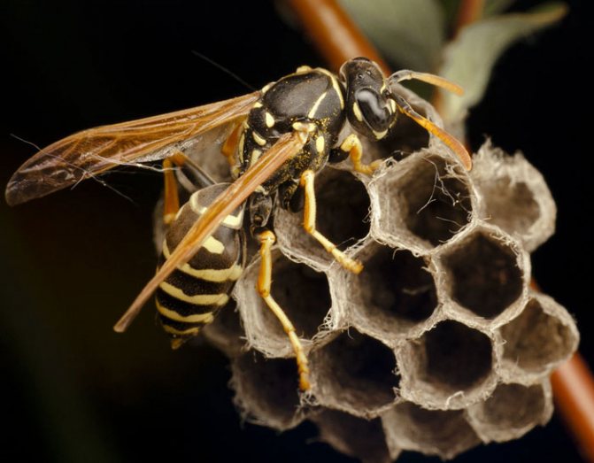 Зачем нужны осы – их роль и функции в природе