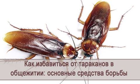 Как избавиться от тараканов в общежитии?